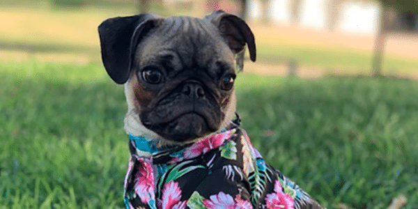 Pug from the Dogs Of DTS calendar contest at Downtown Summerlin