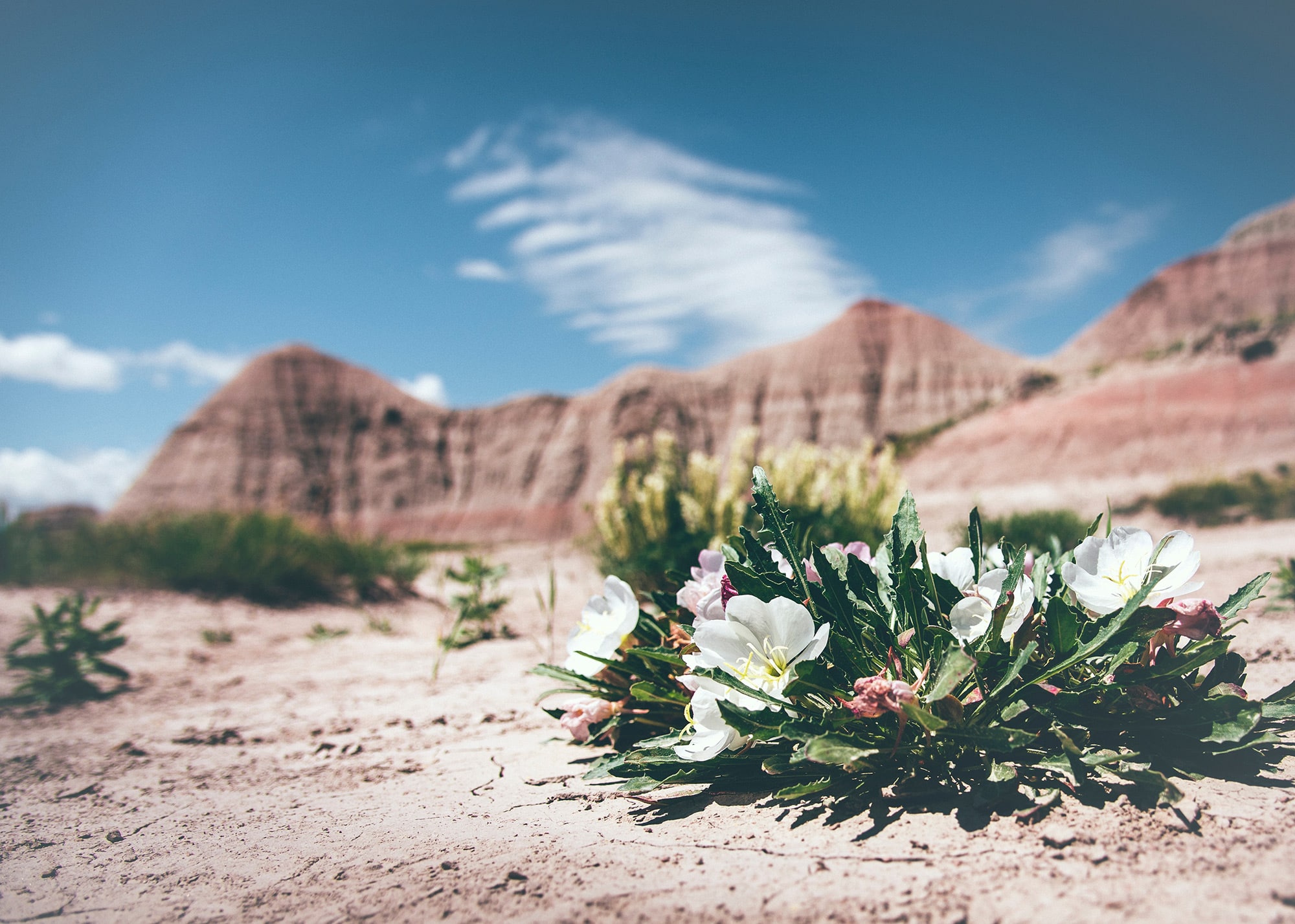 Flowers in the desert in Summerlin