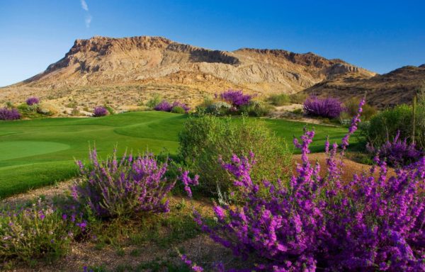 Flowers on a golf course in The Ridges in Summerlin