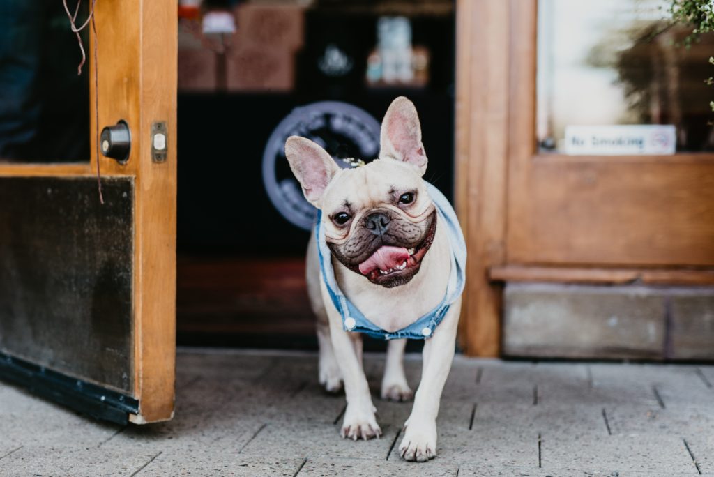 French bulldog at Lazy Dog in Downtown Summerlin