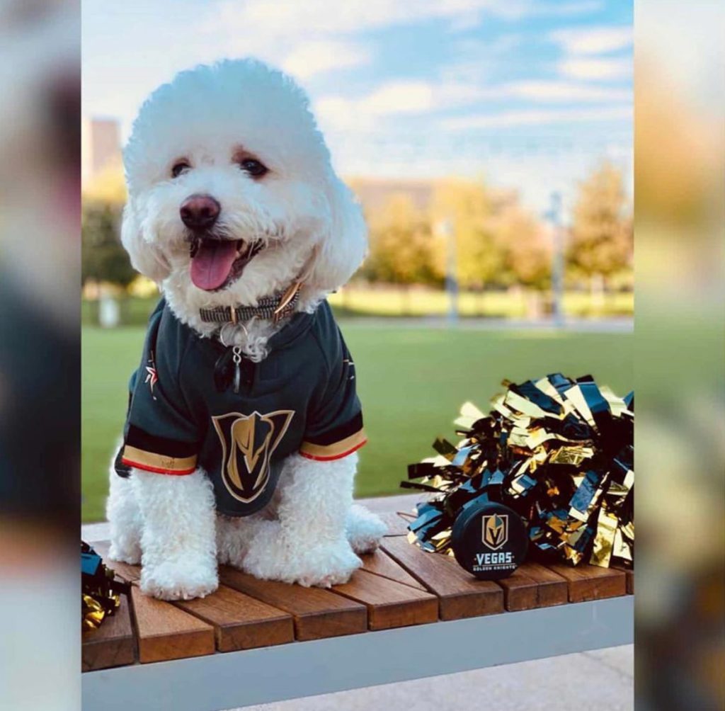 Winston the doodle at Downtown Summerlin