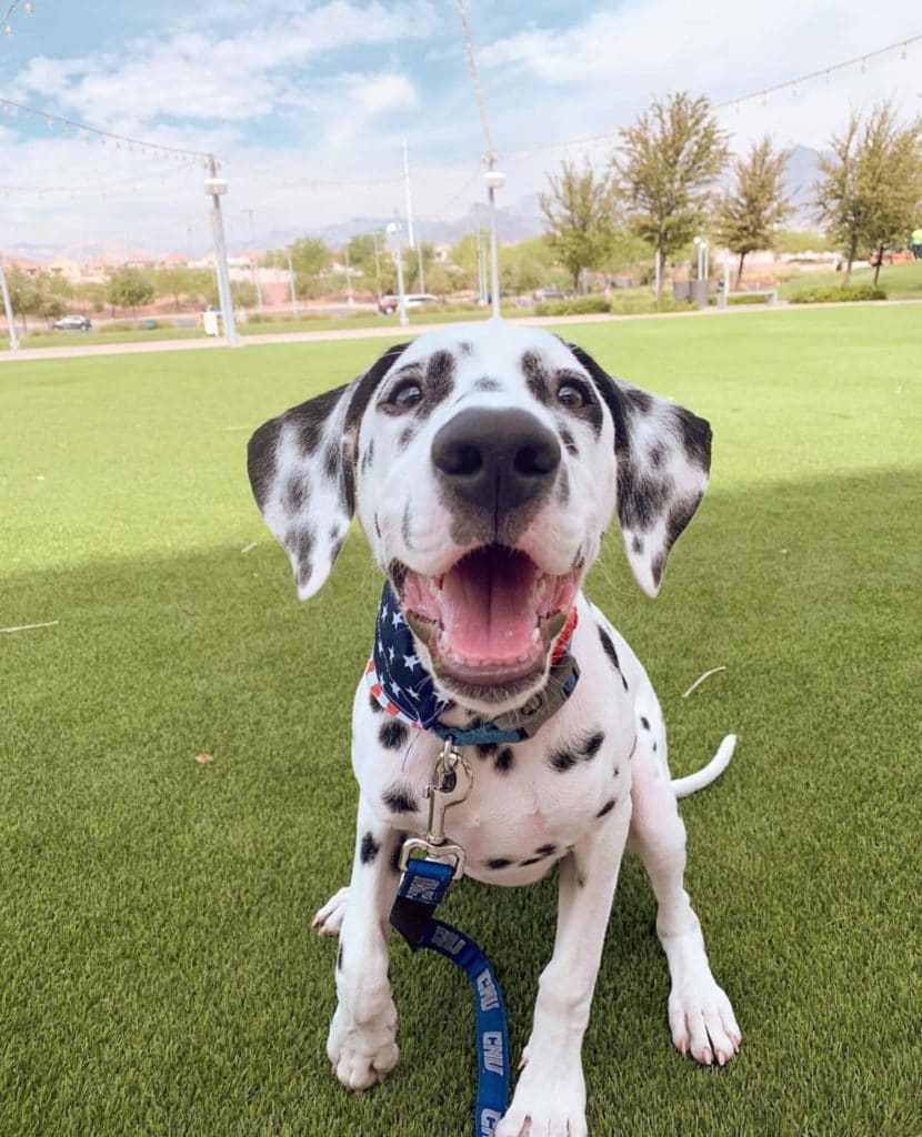 Dalmation at Downtown Summerlin