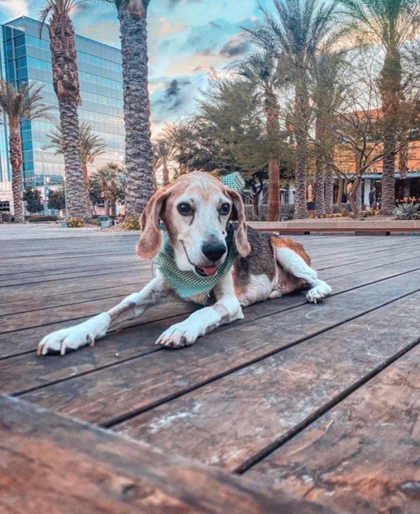 Chandler the dog at Downtown Summerlin
