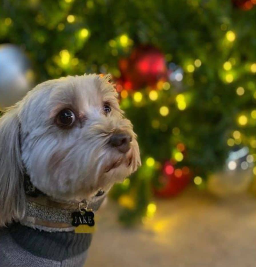 Cute white dog in front of the Downtown Summerlin Christmas tree