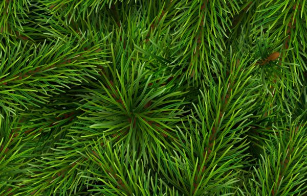 Christmas Tree Pine Leaves