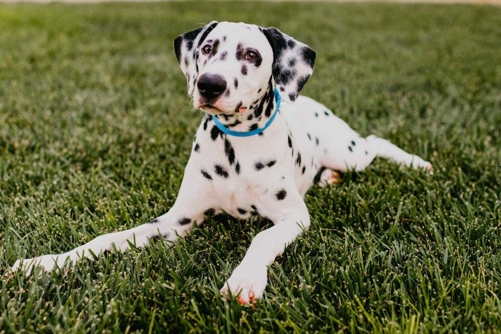 Dalmatian from Dogs of DTS 2021