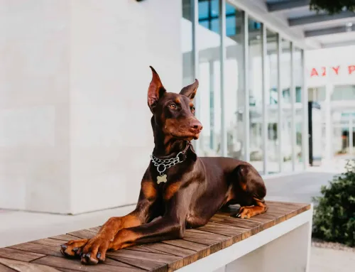 #DogsOfDTS27 Calendar Winners