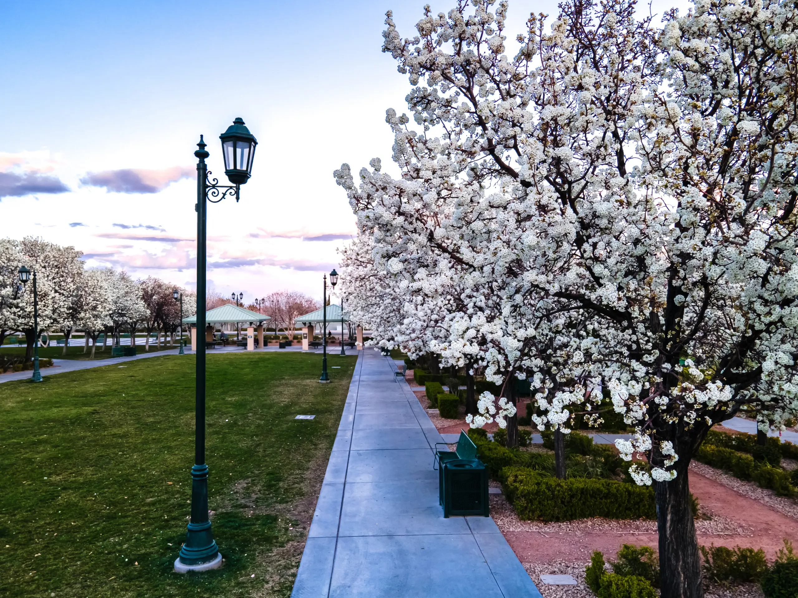 A paved walkway lined with street lamps and blooming white-flowered trees runs through a park with green grass and manicured bushes under a pastel blue and pink sky.
