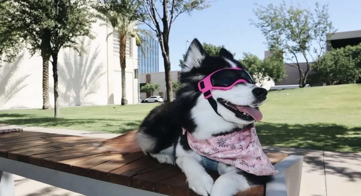 A black and white dog wearing pink sunglasses and a pink bandana lounges on a wooden bench in a sunny park with green grass and trees in the background.