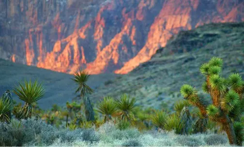 Summerlin_About-Sustainability Desert landscape with Joshua trees and shrubs in the foreground, and sunlit rocky cliffs in the background, creating a contrast between green vegetation and rugged orange rocks.