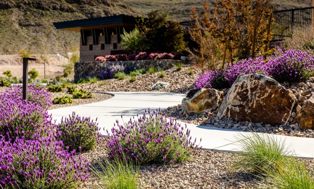 Summerlin_Sustainability-Water-Circle A landscaped garden with a winding concrete path, lavender bushes with purple flowers, large rocks, and a small building in the background, set against a hilly, dry landscape.