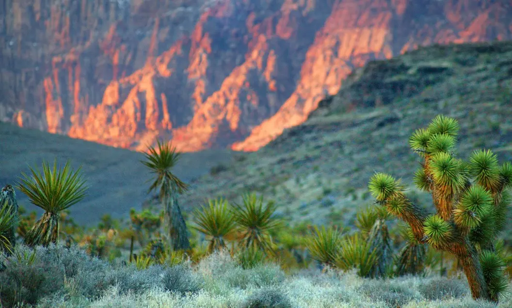 Summerlin_Sustainability-We-Know-H20 Joshua trees and desert shrubs in the foreground with dramatic, sunlit red rock cliffs in the background, creating a striking desert landscape.