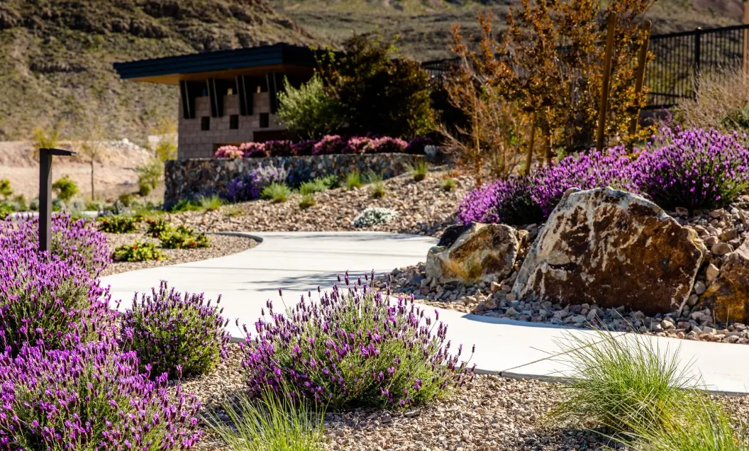 Summerlin_Why-Sustainability A winding concrete path passes through a landscaped garden with purple flowering plants, large rocks, and desert shrubs, set against a backdrop of hills and a modern building.