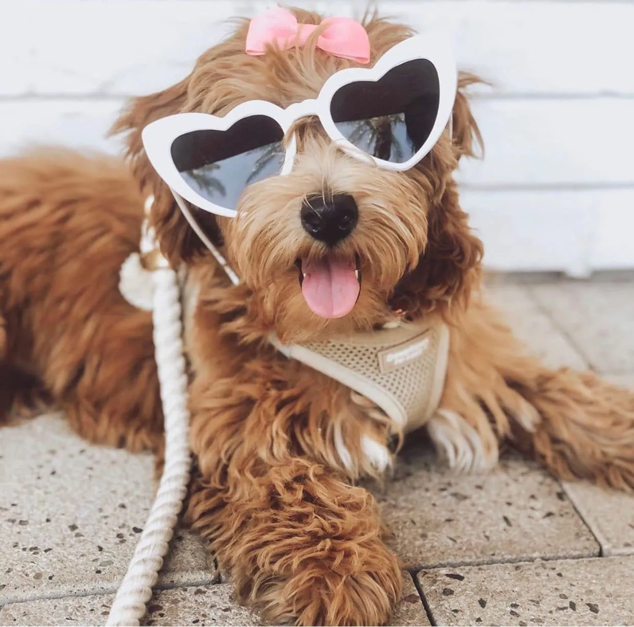 Baby Finley the doodle at Downtown Summerlin