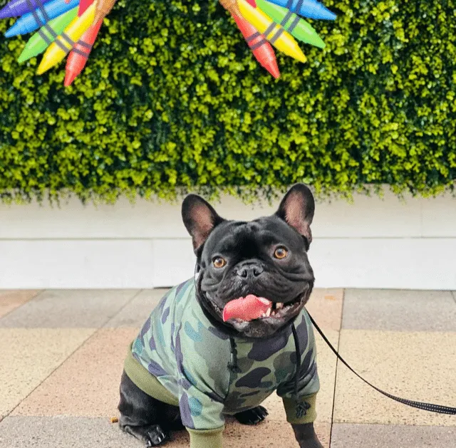 @bennington_thefrenchie