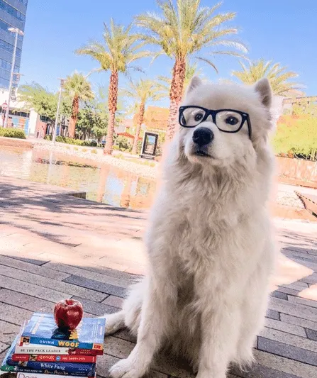 Dog from the 2020 Dogs of DTS Calendar