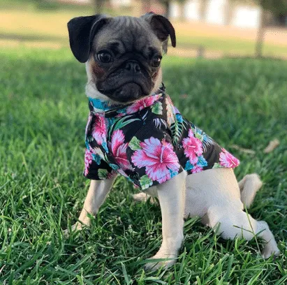 Dog from the 2020 Dogs of DTS Calendar