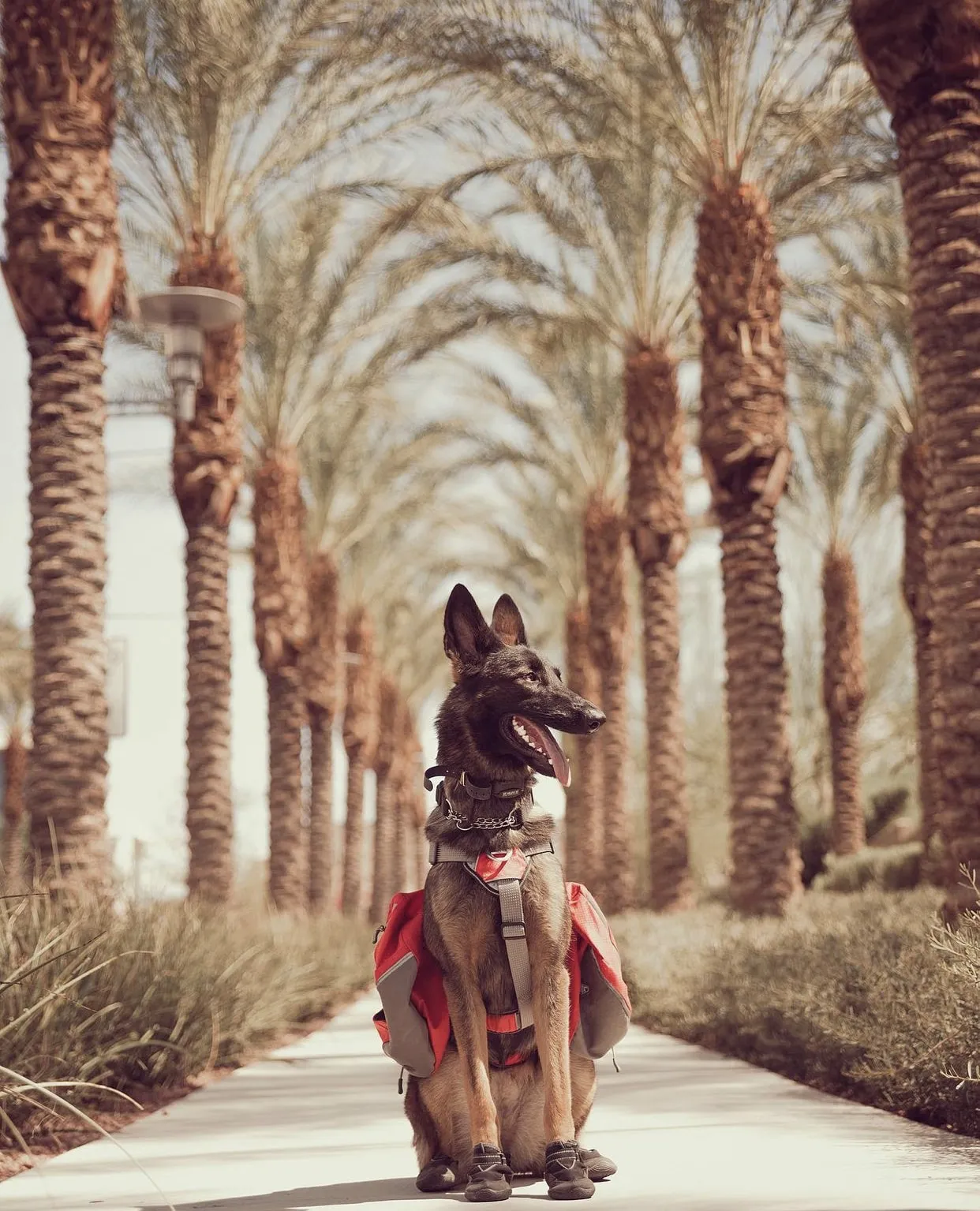 @ericandcaprithepup