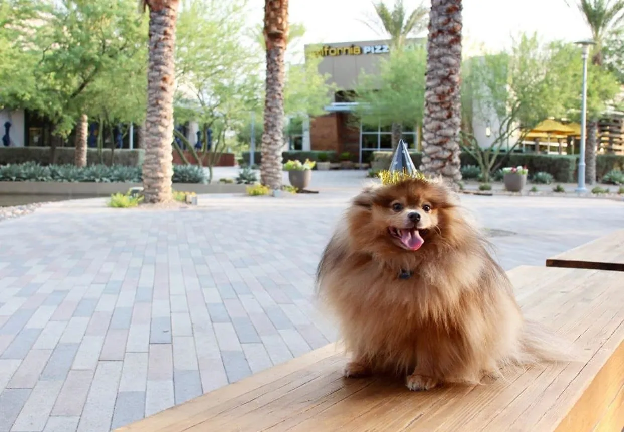 Pomeranian at Downtown Summerlin