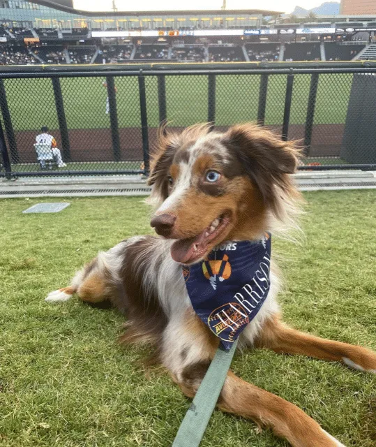 @harrison.miniaussie