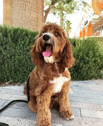 Dog from the 2020 Dogs of DTS Calendar