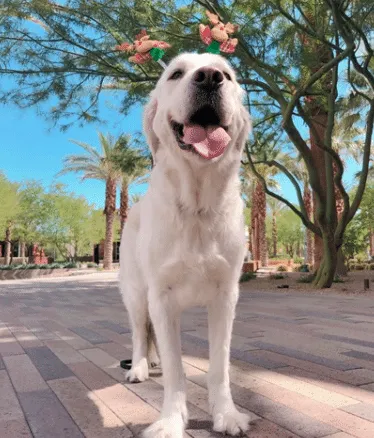 Dog from the 2020 Dogs of DTS Calendar