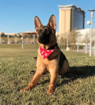 Dog from the 2020 Dogs of DTS Calendar