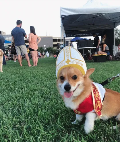 Dog from the 2020 Dogs of DTS Calendar