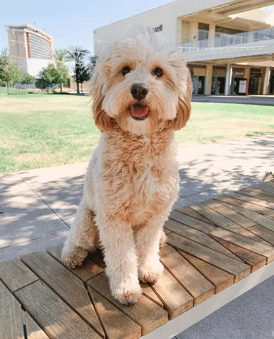 Dog from the 2020 Dogs of DTS Calendar