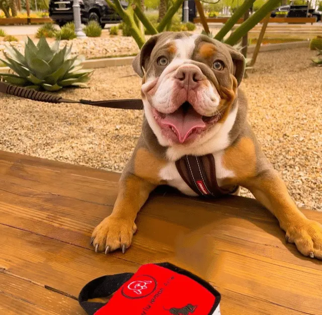 @reggae_bulldog_marley