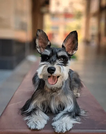 Dog from the 2020 Dogs of DTS Calendar
