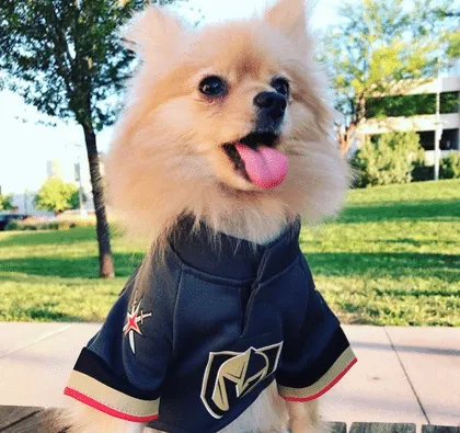 Dog from the 2020 Dogs of DTS Calendar