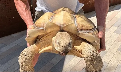 turtle from the 2020 Dogs of DTS Calendar