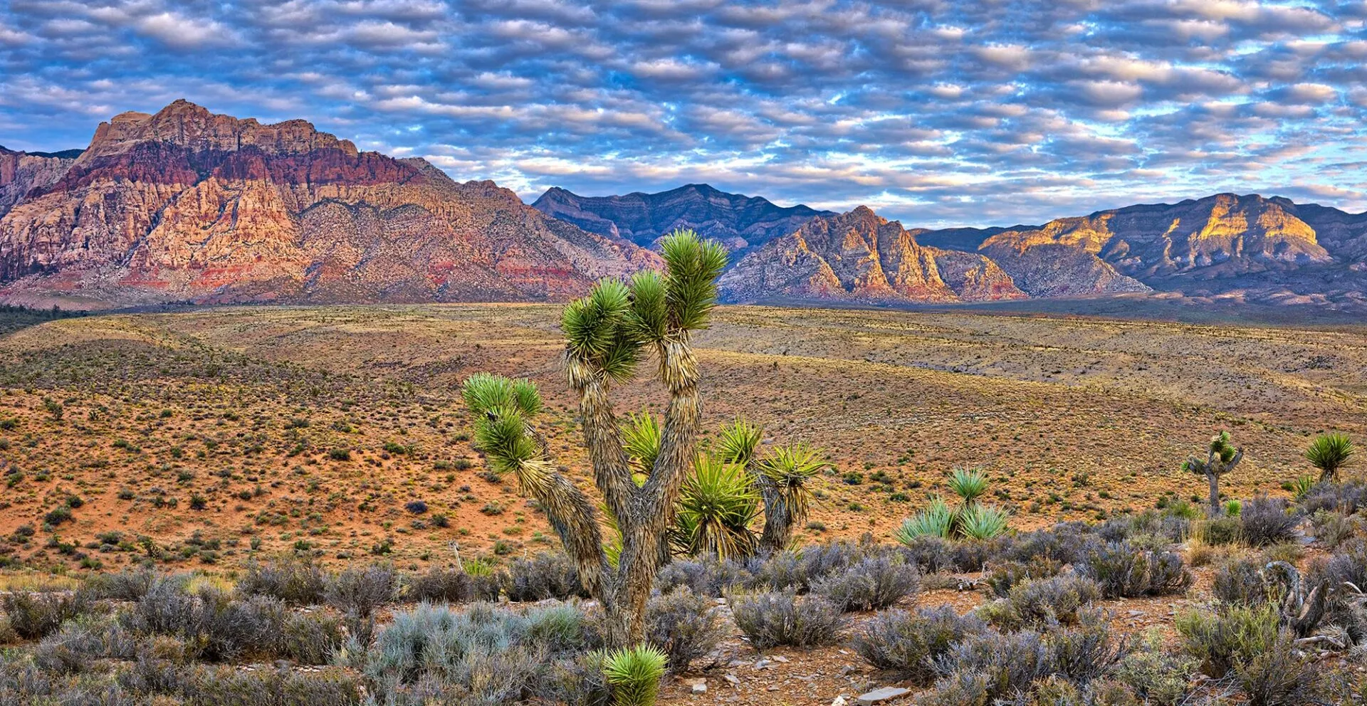 Desert Landscape in Summerlin