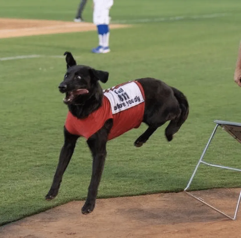 Finn the Bat Dog from the 2020 Dogs of DTS Calendar