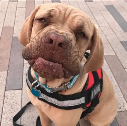 Dog from the 2020 Dogs of DTS Calendar
