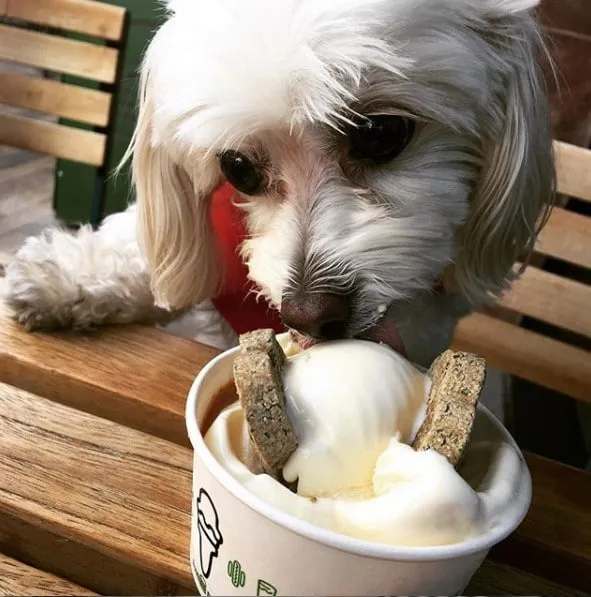 Dog from the 2020 Dogs of DTS calendar shoot