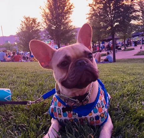 Dog from the 2020 Dogs of DTS Calendar