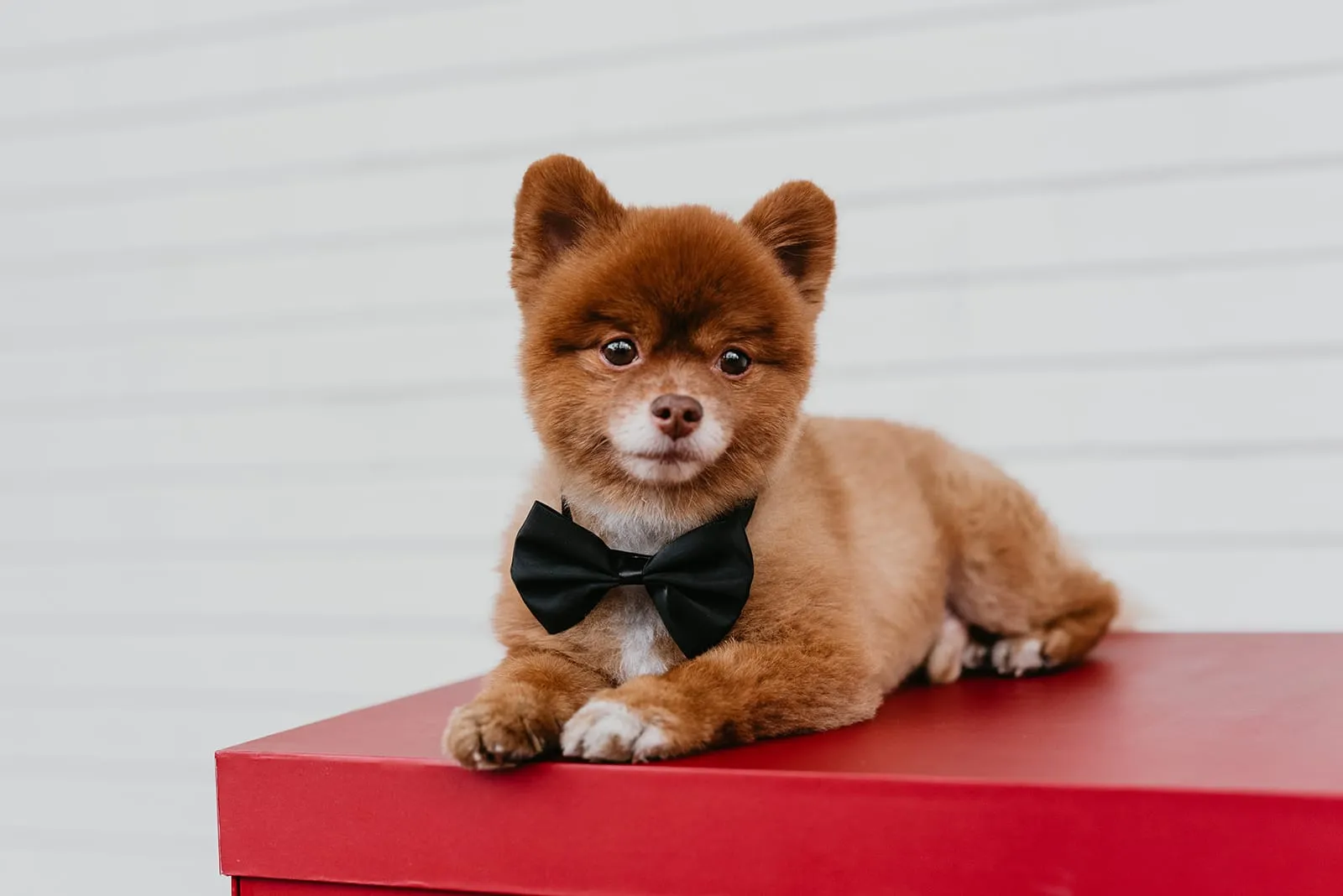 Dog from the 2020 Dogs of DTS calendar shoot