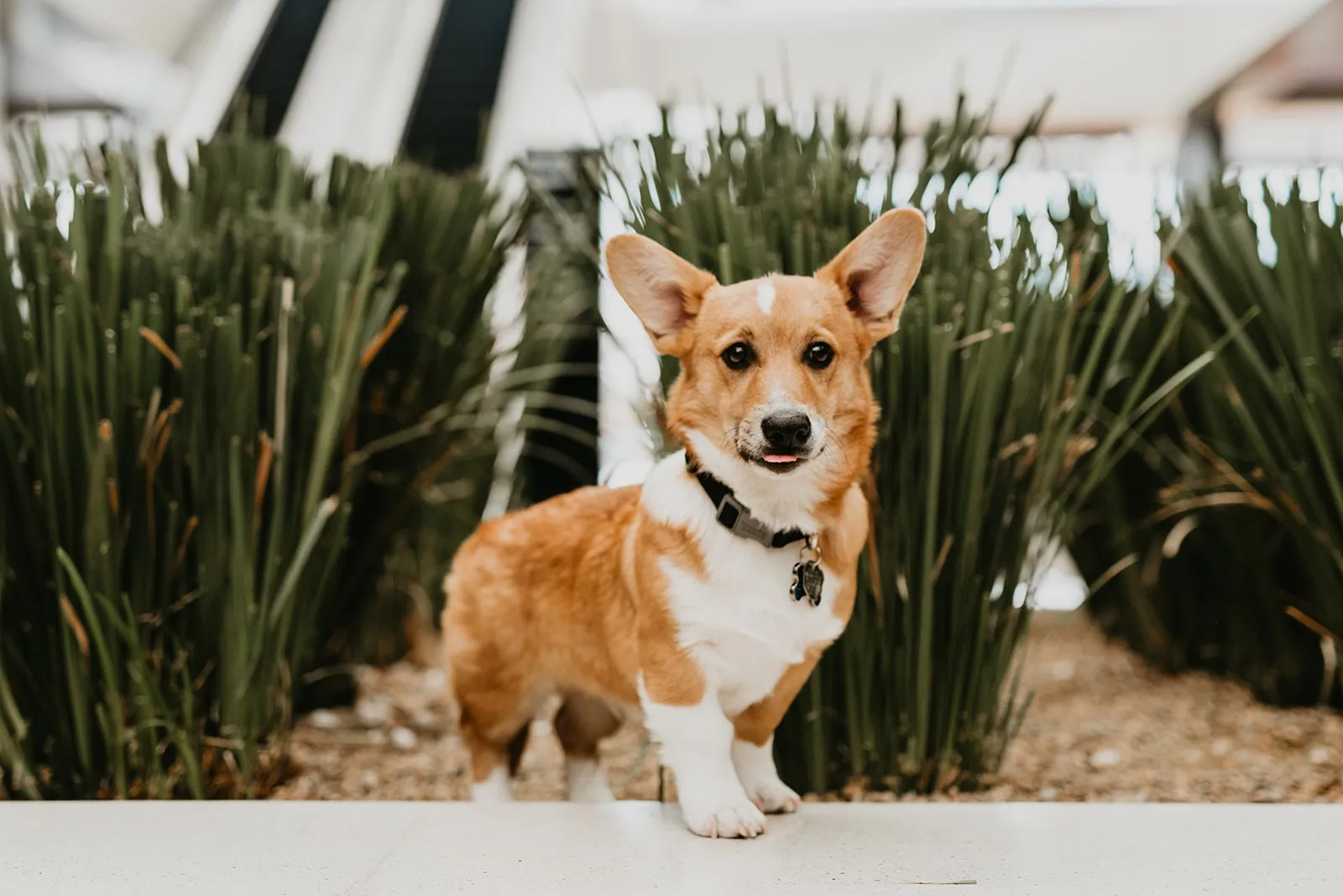 Dog from the 2020 Dogs of DTS calendar shoot