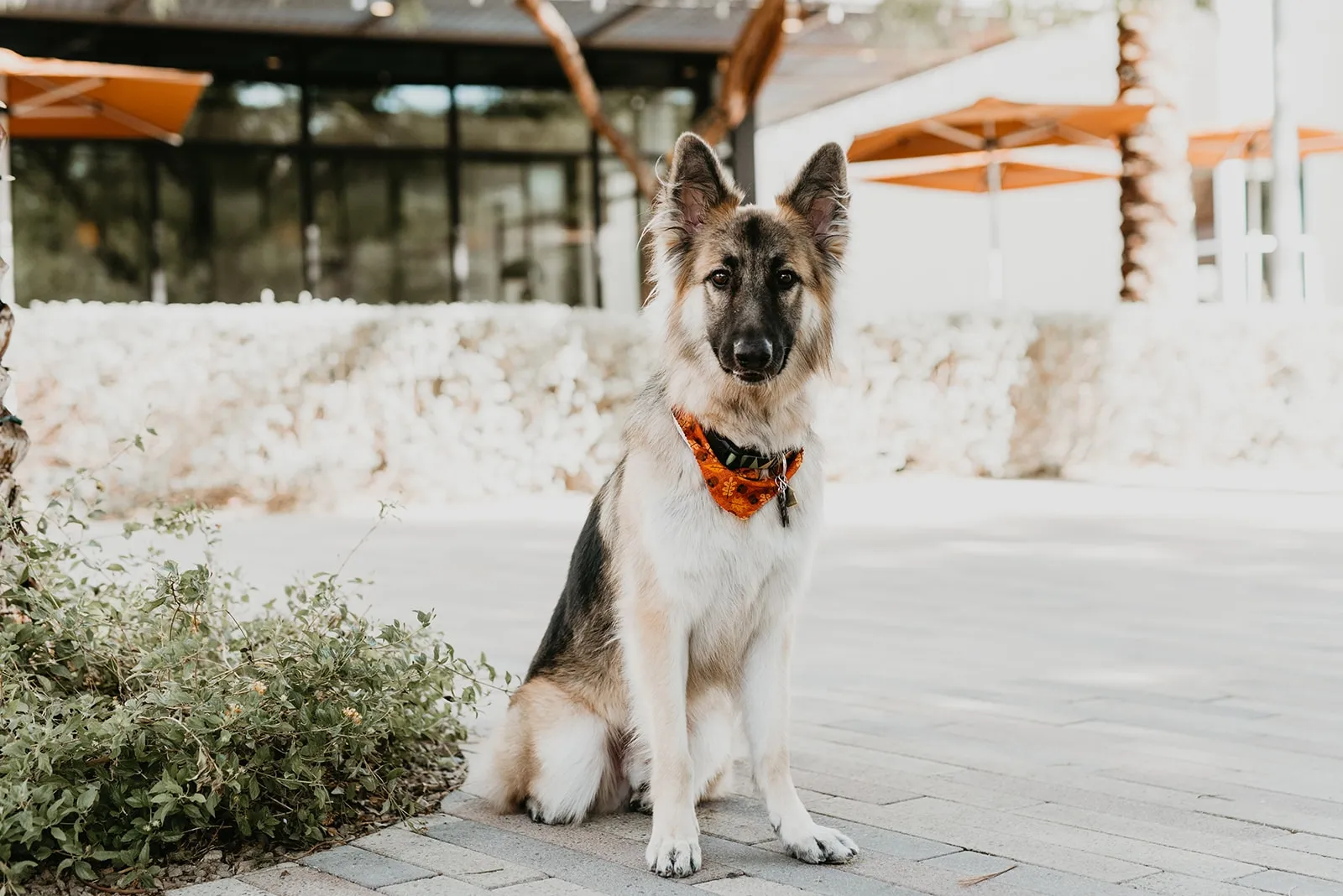 Dog from the 2020 Dogs of DTS calendar shoot