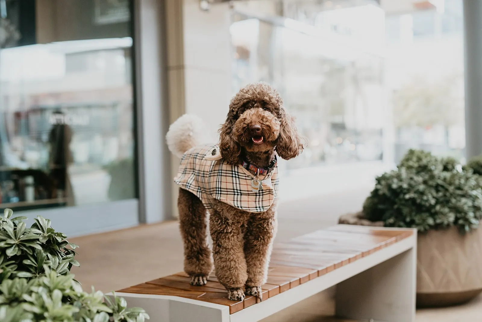 Dog from the 2020 Dogs of DTS calendar shoot