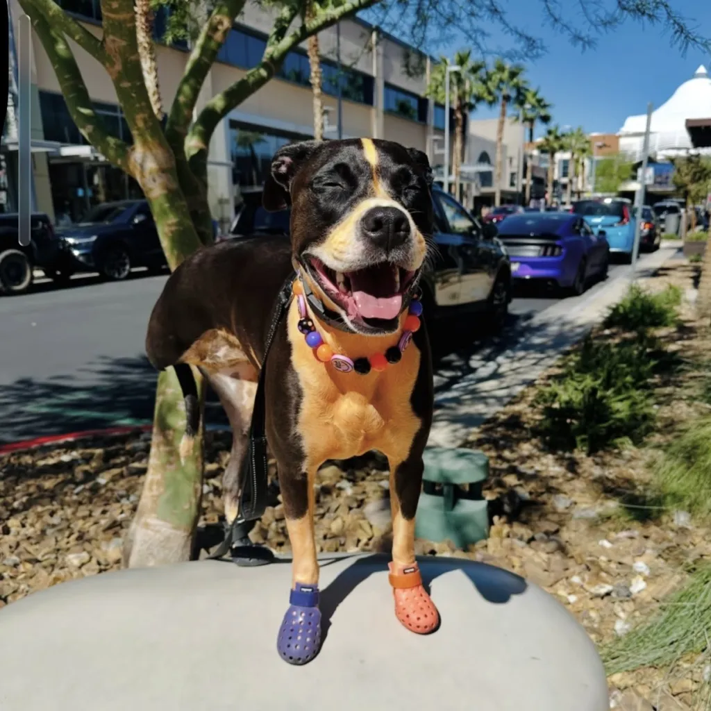 A happy dog wearing colorful beaded necklaces and mismatched orange and blue shoes stands on a stone surface in a sunny urban street with cars and trees in the background.