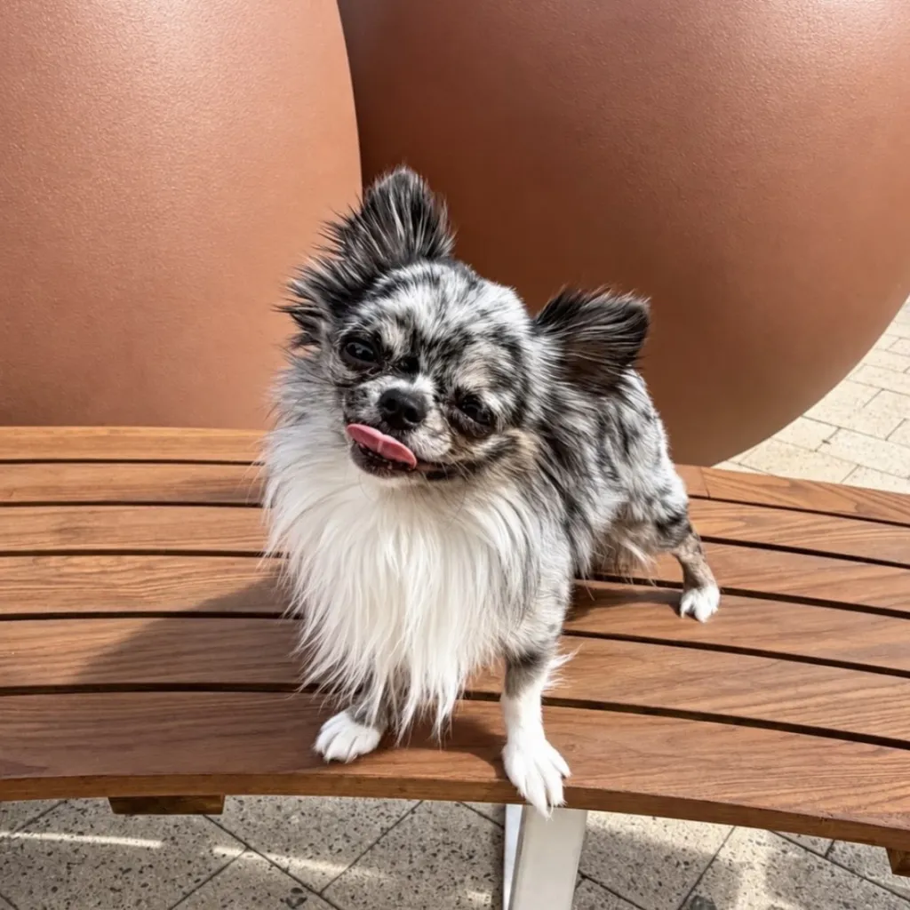 A small, fluffy dog with black, white, and gray fur stands on a curved wooden bench, sticking its tongue out. Large round brown sculptures are in the background.