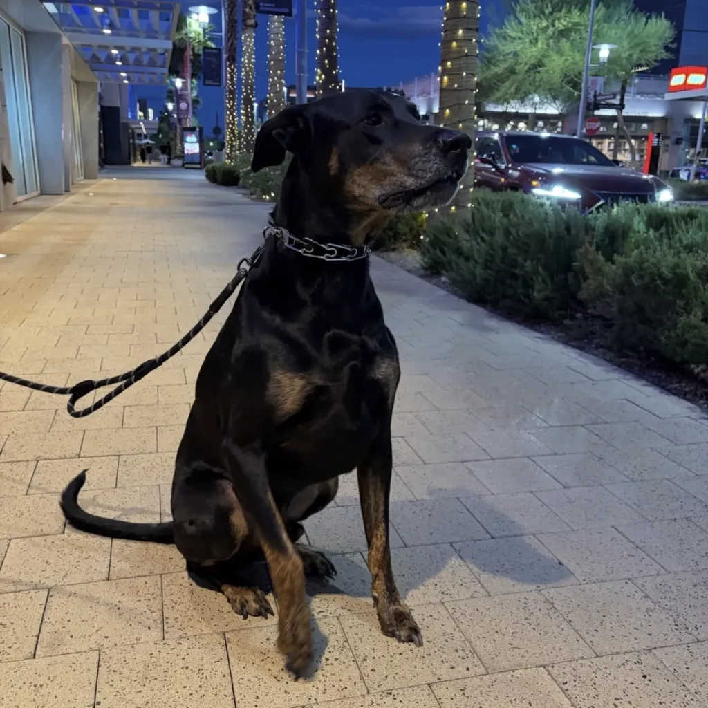 A large black and brown dog sits on a city sidewalk at dusk, leashed and looking up. There are string lights on palm trees and cars passing by in the background.