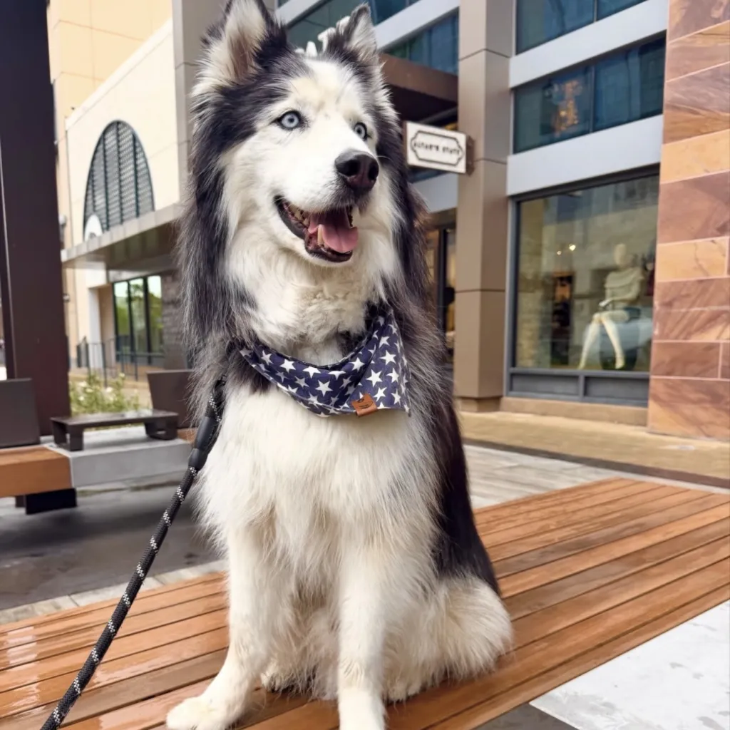 A Siberian Husky with blue eyes and a star-patterned bandana sits on a wooden bench outside a modern shopping center, looking alert and happy.
