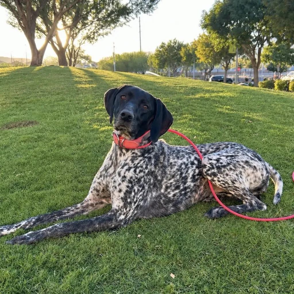 Black and white spotted dog with a red collar and leash lying on green grass in a park with trees and sunlight in the background.