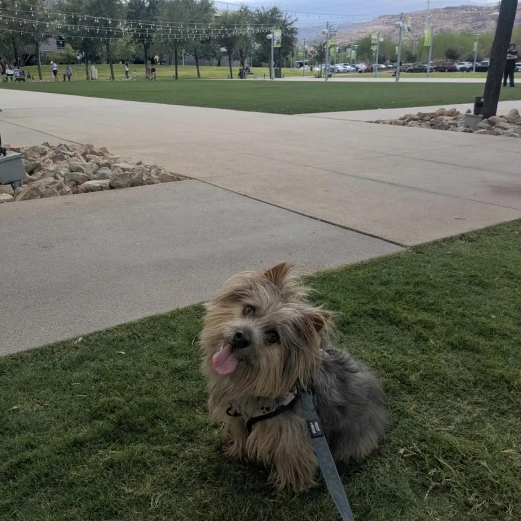 A small, fluffy dog with a leash sits on the grass near a sidewalk in a park, looking at the camera with its tongue out. Trees and people are visible in the background.