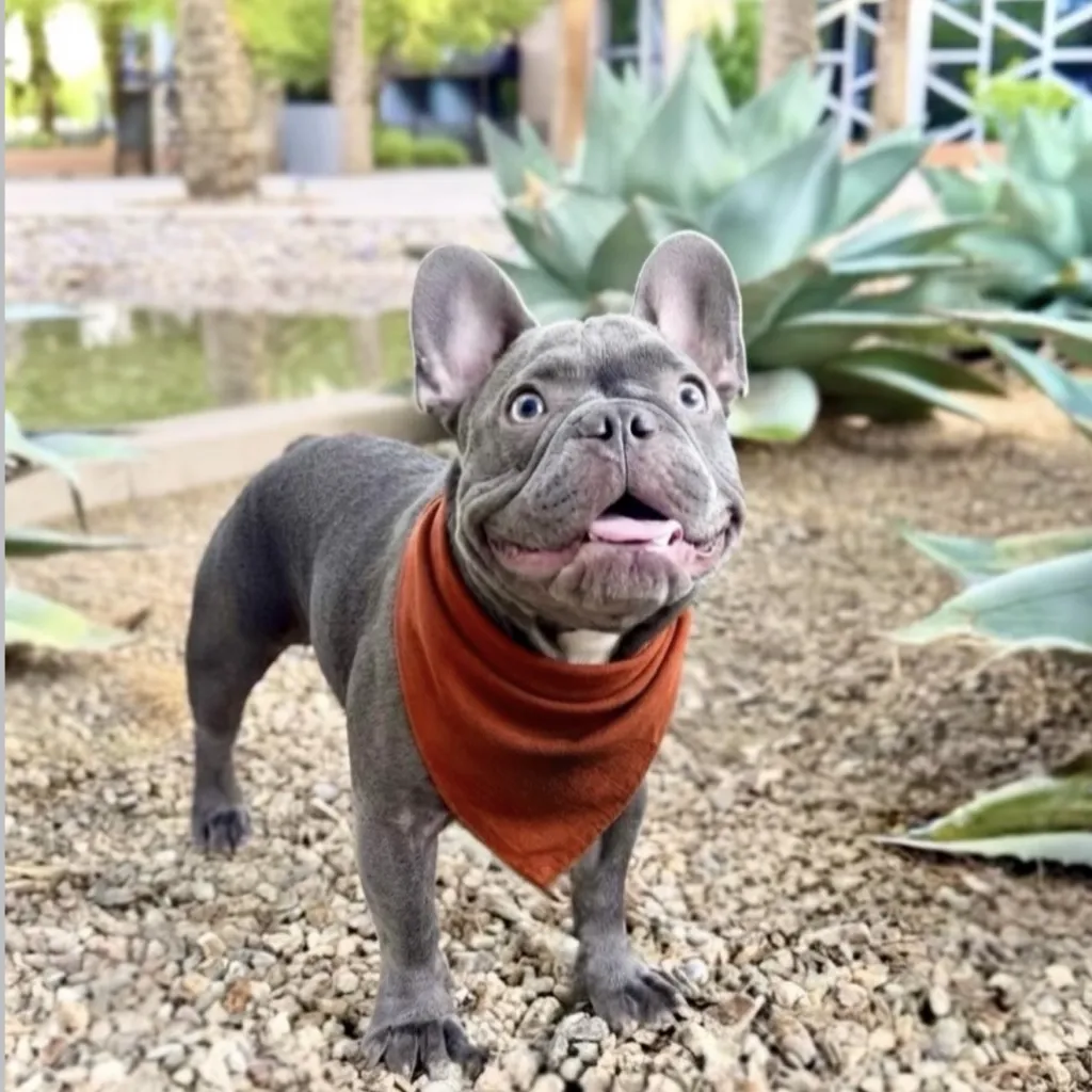 A gray French Bulldog wearing a red bandana stands on gravel, looking up with its mouth open. Green agave plants and palm trees are in the background.