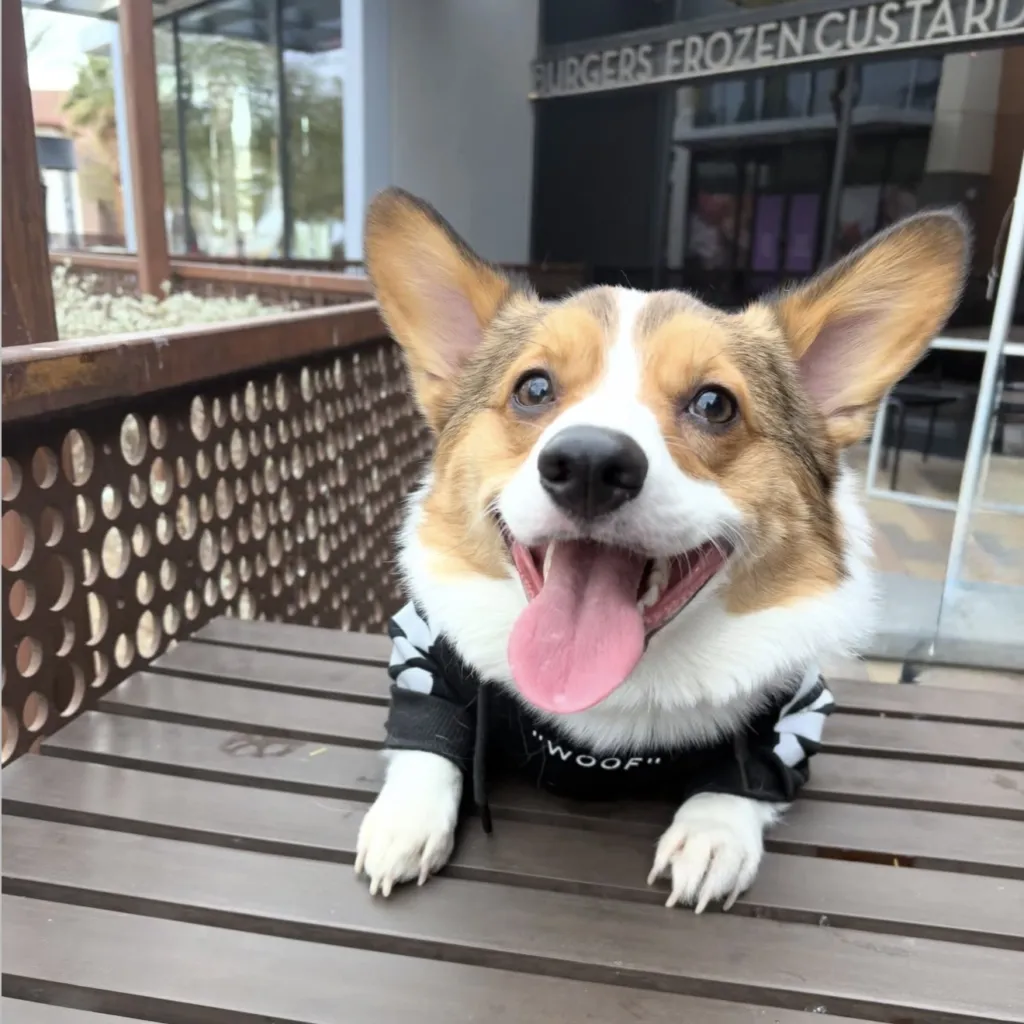 A happy corgi wearing a black hoodie sits on a wooden table outside a restaurant, tongue out and ears perked up, looking at the camera.